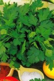 Curly parsley FESTIVAL 68-FESTIVAL PNE 5g (Petroselinum crispum convar. crispum)