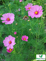 Onętek SENSATION mix 1,5g (Cosmos bipinnatus)
