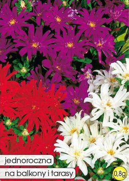Dwarf Aster PEPITE mixed colors 0.8g (Callistephus chinensis fl. pl.)