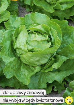 Winter Butterhead Lettuce ZINA 1g (Lactuca sativa var. capitata)