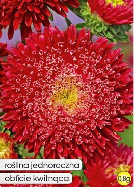 Prince Red Aster 0.8g (Callistephus chinensis fl. pl.)