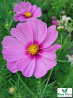 Onetek SENSATION mix 1.5g (Cosmos bipinnatus)