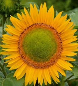 Decorative sunflower AMOR AMANT yellow 1g (Polish Flowers) (Helianthus annuus)