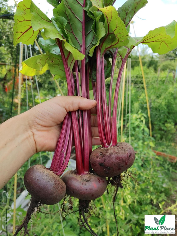 Beetroot DEGYPTE 10g (Beta vulgaris)