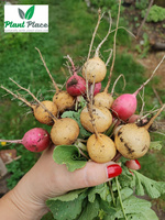 Rzodkiewka ZLATA 10g (Raphanus sativus var. sativus)