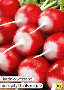 Rzodkiewka TETRA IŁÓWIECKA 10g (Raphanus sativus var. sativus)