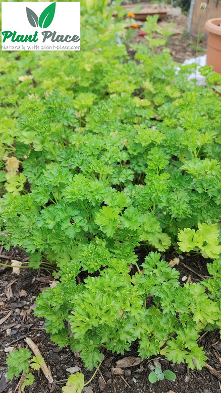 Moss Curled 2 3g BIO Parsley (Petroselinum crispum)