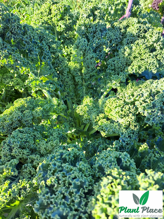 Dwarf Green Curled Kale 5g (Brassica oleracea L. convar. acephala)
