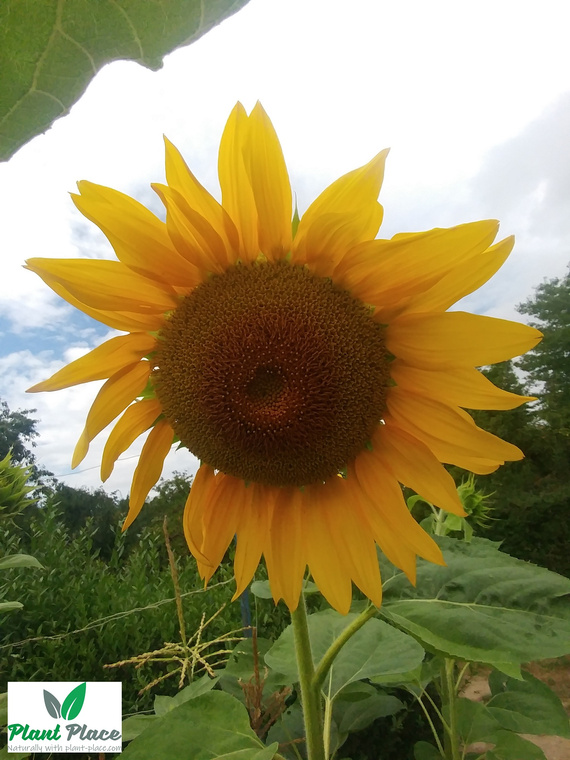 Edible garden sunflower 20g (Helianthus annuus)