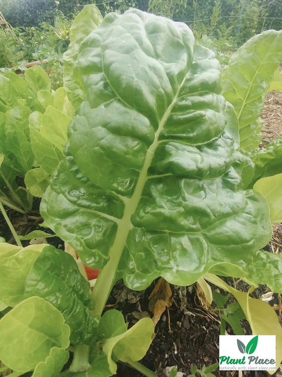 Burak liściowy LUCULLUS 5g (Beta vulgaris sub. cicia)