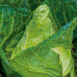 White cone-shaped cabbage CUOR DI BUE GROSSO 1g (Brassica oleracea var. capitata alba)