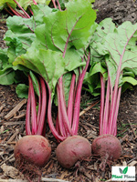 Burak ćwikłowy CZERWONA KULA 2 - CZERWONA KULA REW 20g  (Beta vulgaris)