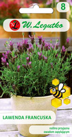 French dark purple lavender 0.03g (Lavandula stoechas)
