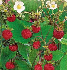 Wild Strawberry RUGIA 0.2g (Fragaria vesca)