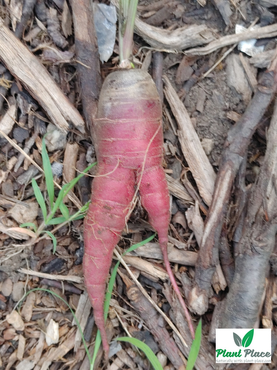 Edible Carrot Multicolor Mix 2g (Daucus carota)