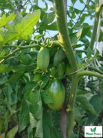 Pomidor pod osłony SAN MARZANO 2 0,2g (Solanum lycopersicum L.)
