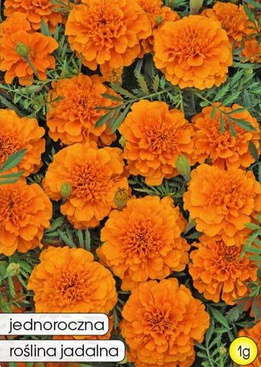 Low-growing TANGERINE orange French marigold 1g (Tagetes patula nana fl. pl.)