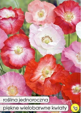 Field poppy mix 1g (Papaver rhoeas)