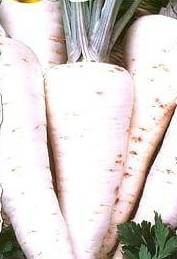 Pietruszka korzeniowa VISTULA 5g (Petroselinum crispum convar. radicosum)