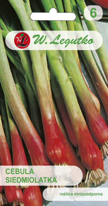 Seven-year-old RED TOGA 2g scallion (Allium fistulosum)