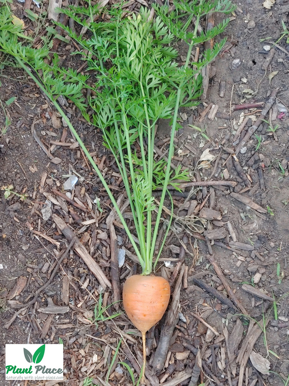 Marchew jadalna PARIJSER MARKT 4 okrągła 3g (Daucus carota)