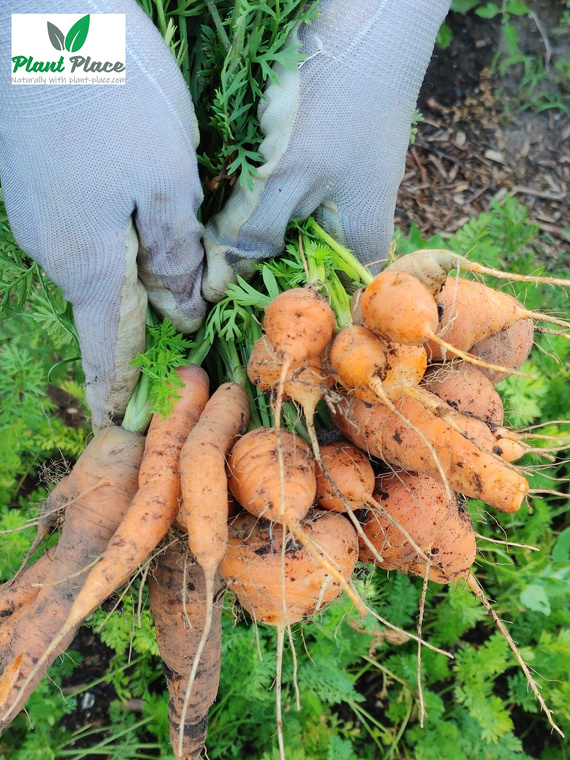 Edible carrot FIRST HARVEST 5g (Daucus carota)