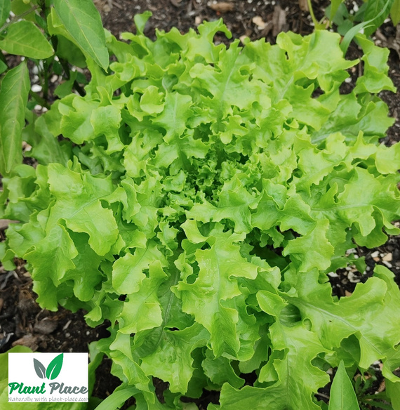 Leaf lettuce oakleaf SALAD BOWL 0.5g BIO (Lactuca sativa)
