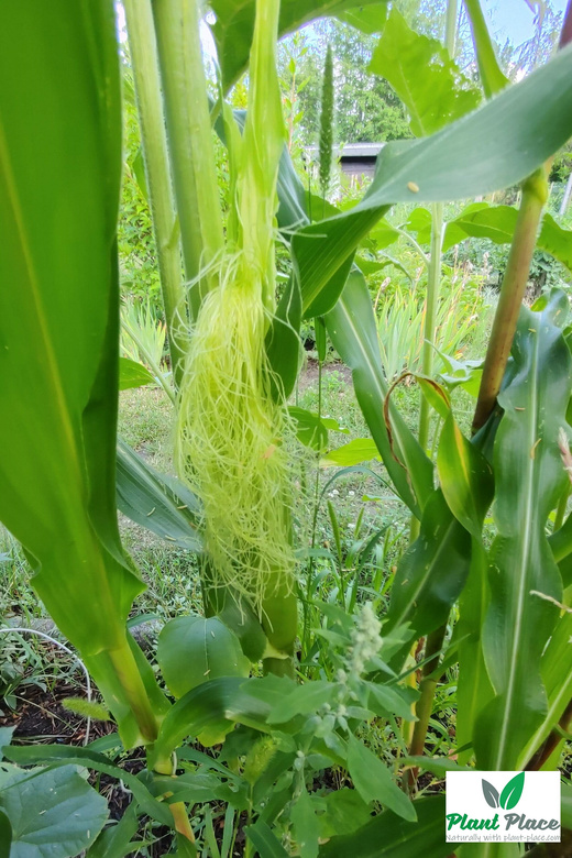 Sugar Corn RAMONDIA F1 10g (Zea mays)