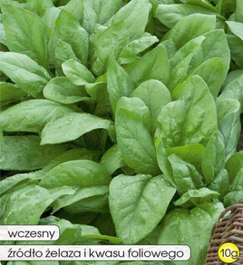 Spinach ASTA F1 10g (Spinacia oleracea)