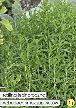 Garden savory 1g (Satureja hortensis)