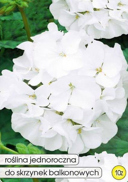 White zonal geranium for 10z (Pelargonium zonale)