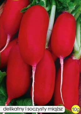 Radish PASJA 10g (Raphanus sativus var. sativus)