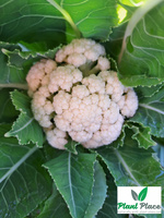 Cauliflower BETA 1g (Brassica oleracea convar. botrytis)