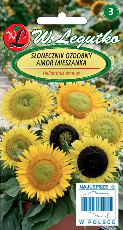 Medium-tall single sunflower AMOR 3g (Helianthus annuus)