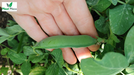 Organic shelling pea seeds PROGRESS 9 30g BIO (Pisum sativum)