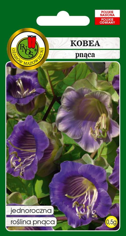 Blue Climbing Cobaea 0.5g (Cobaea scandens)