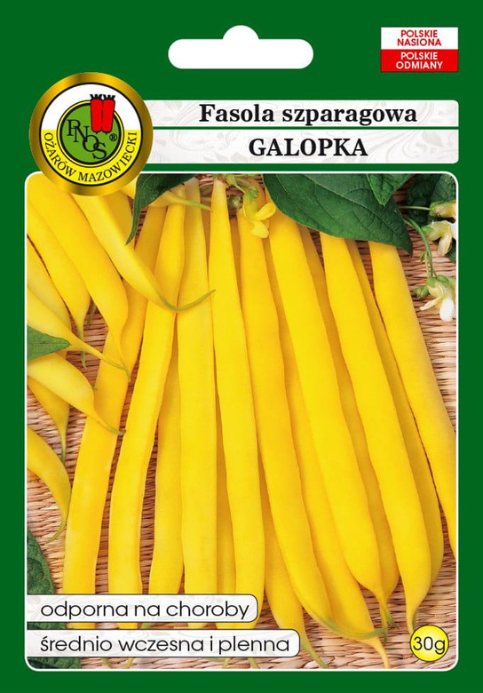 Yellow dwarf GALOPKA green bean 30g (Phaseolus vulgaris)