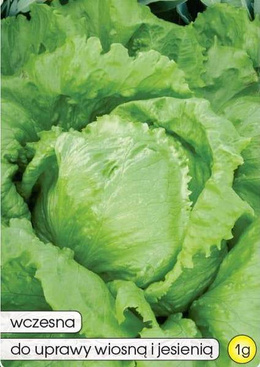 Crisphead lettuce QUEEN OF SUMMER 1g (Lactuca sativa var. capitata)