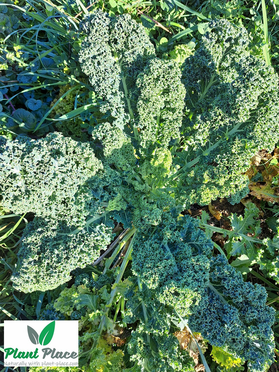Jarmuż niski DWARF GREEN CURLED 5g (Brassica oleracea L. convar. acephala)