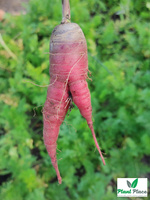 Edible Carrot Multicolor Mix 2g (Daucus carota)