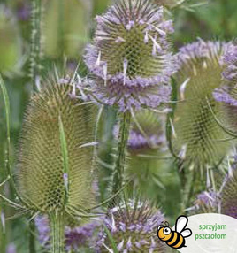 Pink Common Teasel 0.5g (Dipsacus sativus)