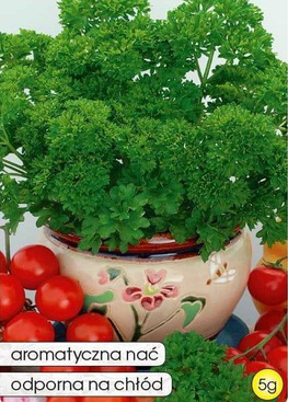 Pietruszka naciowa MOSS CURLED 2 5g (Petroselinum crispum convar. crispum)