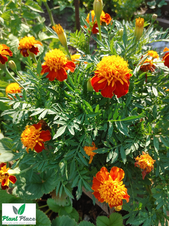 Orange Flame French Marigold 1g (Tagetes patula nana)