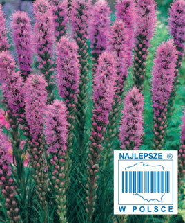 Pink-purple spike gayfeather 0.2g (Liatris spicata)