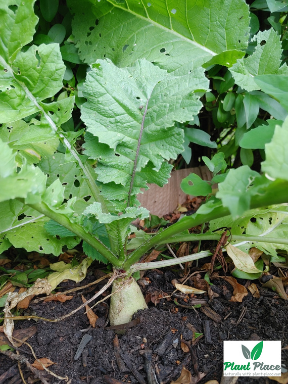 Radish AGATA 5g (Raphanus sativus var. niger)