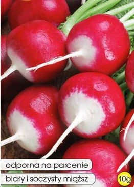 Poloneza radish 10g (Raphanus sativus var. sativus)
