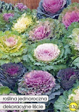 Ornamental cabbage mix 0.3g (Brassica oleracea)