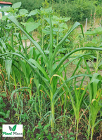 Sugar Corn RAMONDIA F1 10g (Zea mays)