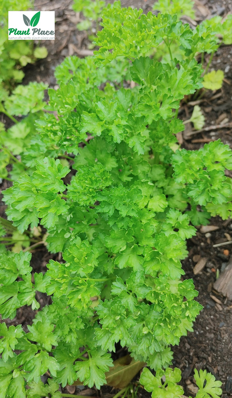 Moss Curled 2 3g BIO Parsley (Petroselinum crispum)