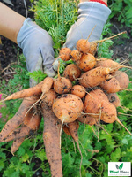 Marchew jadalna PARIJSER MARKT 4 okrągła 3g (Daucus carota)